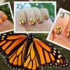 Monarch nails